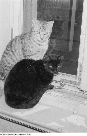 Zwei Katzen am Fenster
