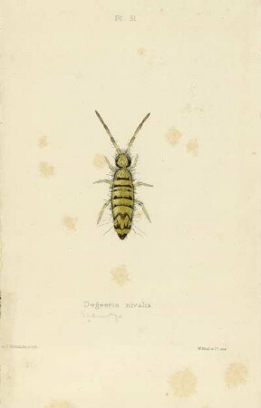 Plate XXXI. Degeeria nivalis.