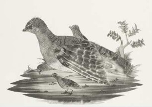 Rebhuhn