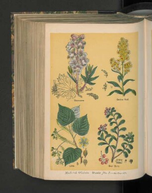 Medical Plants. Plate No. 3.
