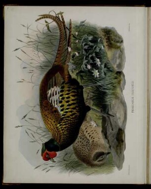 [Plate III.] Phasianus insignis