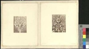 Ornamentale Wanddekoration in der Villa Poniatowski