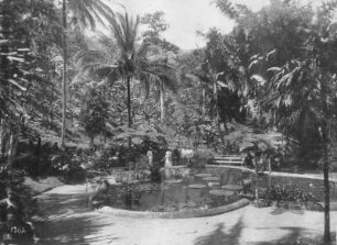 Touristen im Castelton Garten von Kingston am Seerosenteich mit blühender Victoria Regia : Weltreisen. Jamaika. Touristen im Castelton Garten von Kingston am Seerosenteich mit blühender Victoria Regia