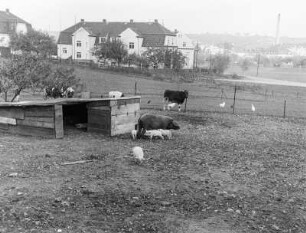 Rohnau : Rohnau (Bogatynia-Trzciniec/Polen). Schweine auf einem Grundstück