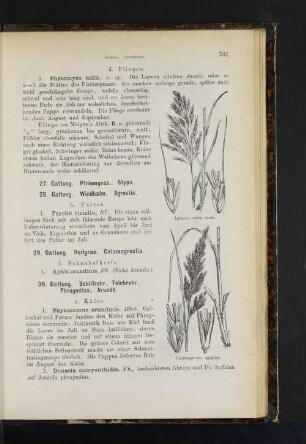 30. Gattung. Schilfrohr, Teichrohr, Phragmites. Arundo.