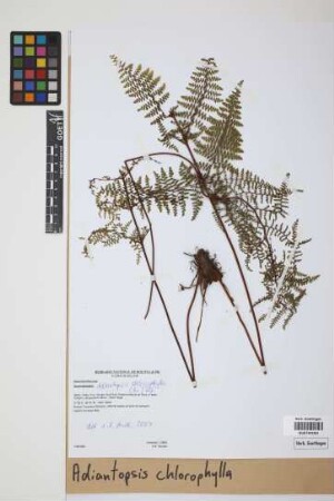 Adiantopsis chlorophylla (Sw.) Fée