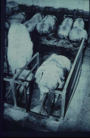 Fotografie: Sauenhaltung, Anbindehaltung, Anbindevorrichtung