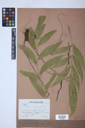 Asplenium juglandifolium Lam.
