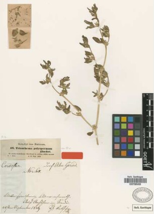 Trianthema polyspermum Hochst. ex Oliv. [type]
