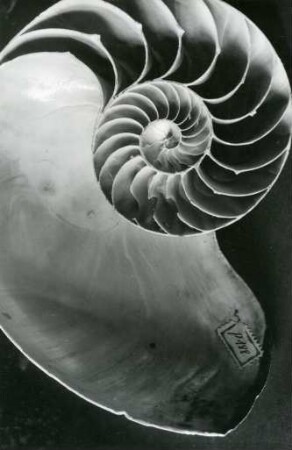 Nautilus, aufgeschnitten