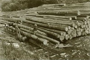 Trebusa. Langholzstapel im Tal Bieli, einem Seitental der Theiß. Holzlager der Schneidemühle
