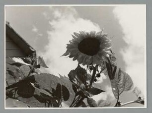 Sonnenblumen