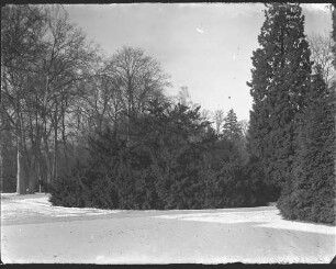 Potsdam, Neuer Garten, Taxus.