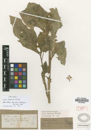 Solanum caesium Griseb. [syntype]