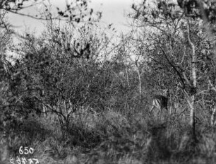 Impala : Eine Schwarzfersenantilope im Dickicht des Krüger-Nationalparks