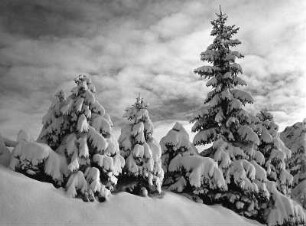 Winterbilder. Nadelbäume im Schnee