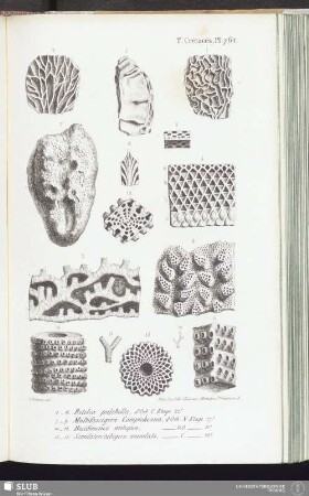 T. Crétacés, Pl. 762