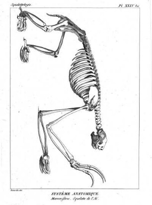 Pl. XXXV bis. Systême Anatomique. Mammifères. Squelette de l'Aï.