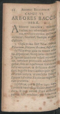Caput VI. Arbores Bacciferae.