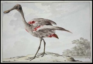 Ein Rosalöffler (Platalea ajaja)
