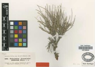 Polygonum dumosum Boiss. [type]
