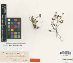 Ranunculus distrias Steud. ex A.Rich. [type]