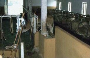 Fotografie: Liegeboxenlaufstall, Funktionsbereich, Milchviehhaltung