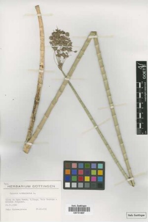 Cyperus articulatus L.