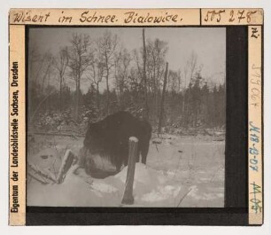 Wisent : Wisent (Bos bonasus Linnaeus) im Schnee.