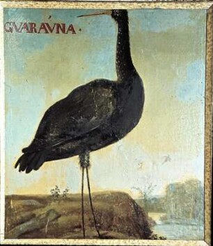 Deckenbild 22: GUARAUNA - Rallenkranich (Aramus guarauna)