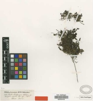 Anotis lechleriana Schltdl. [type]