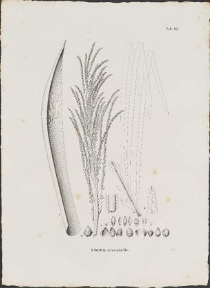 Tab. 85. Cocos schizophylla.