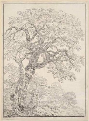 Studie eines windzerzausten Baumes