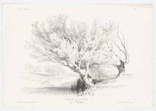 Baumstudie, Blatt 56 der Folge "Zeichenunterricht im Hinblick auf die Landschaft"