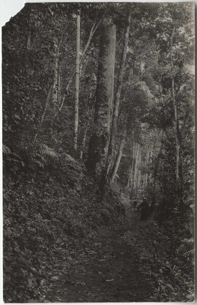 Dans les forêts de la Cordillère péruvienne