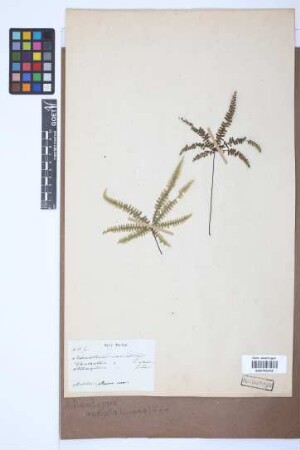 Adiantopsis radiata