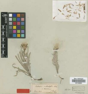 Centaurea mathiolifolia Boiss. [type]