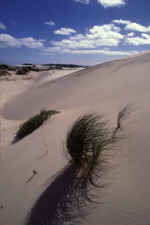Australien. Eine Duene