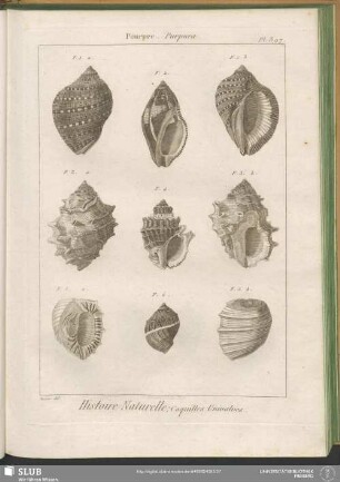 Pl. 397. Pourpre. Purpura