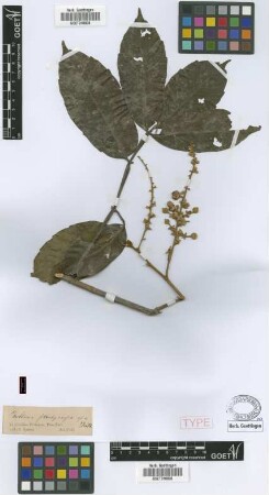 Paullinia pachycarpa Benth. [type]