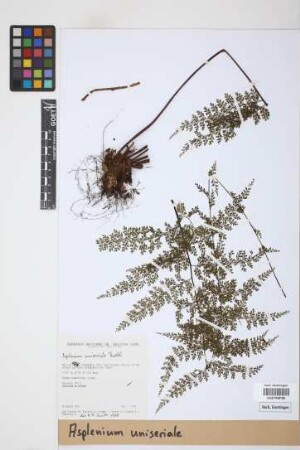 Asplenium uniseriale Raddi