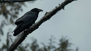 The Whale & the Raven