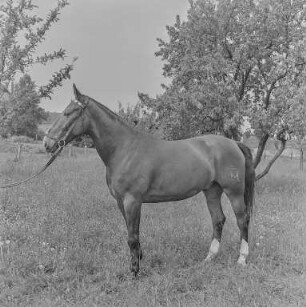 Reiter Strehla : Strehla. Pferd