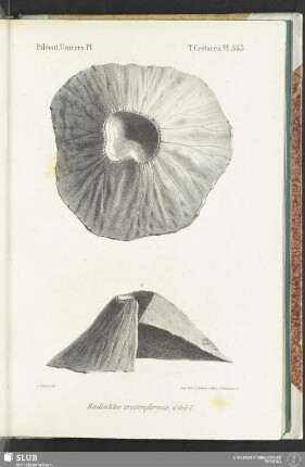 Pl. 563