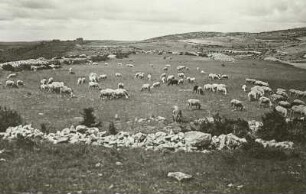 Cevennen. Kalkplateau der Causse Mejan mit Schafherde in Steinrückenlandschaft