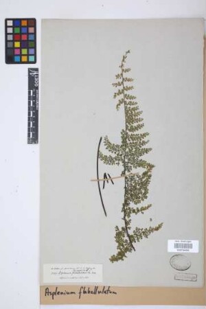 Asplenium flabellulatum Kunze
