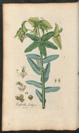 375. Euphorbia lathyris