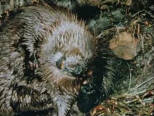 Castor fiber canadensis (Castoridae) - Verhalten in der Burg. Mutter und Jungtiere