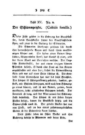 ¬Der¬ Schlammpeitzker : (Cobitis fossilis) ; Tafel XV, Fig. 2
