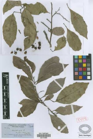 Allophylus reticulatus Radlk. [syntype]